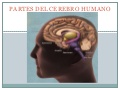 Partes del cerebro humano